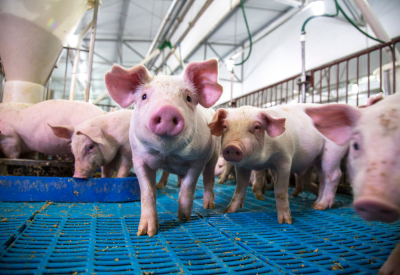 pigs in slaughter house pen