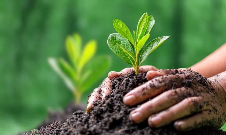 hands planting a new plant